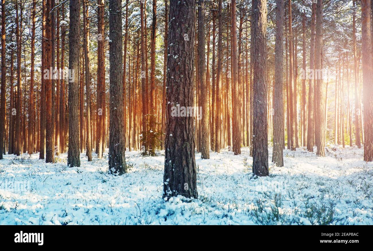 Pine trees covered with snow Stock Photo - Alamy