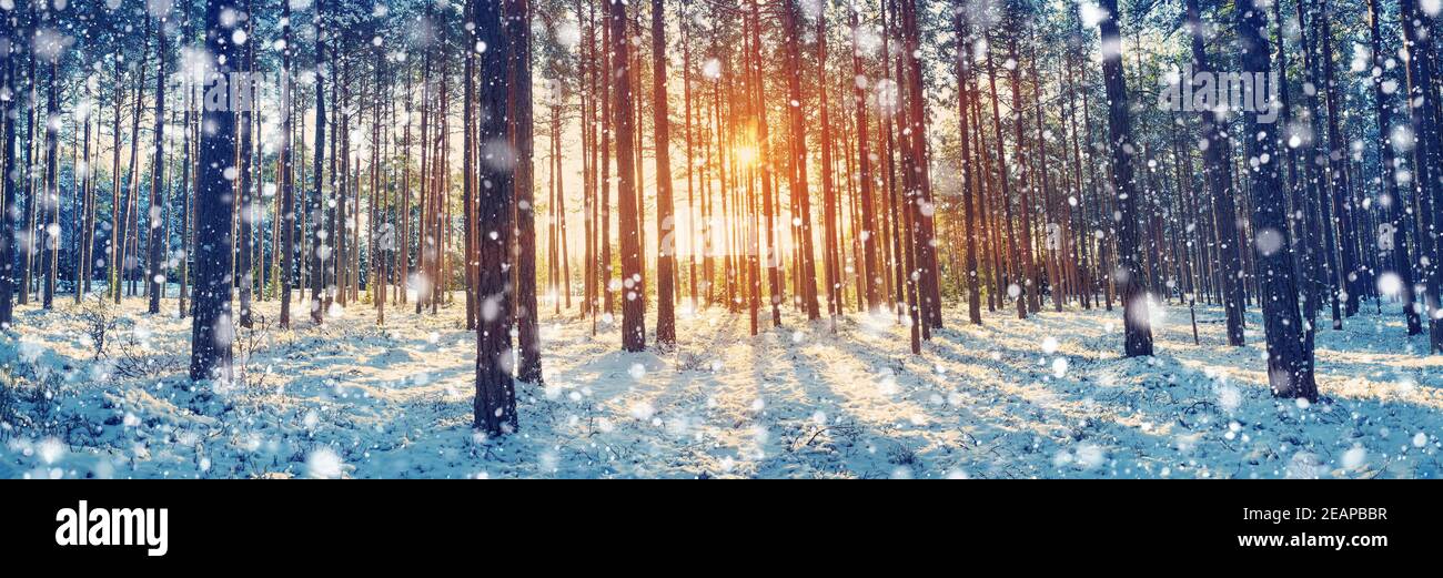 Pine trees covered with snow Stock Photo - Alamy