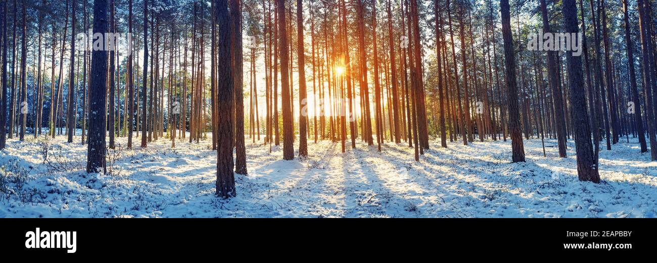 Pine trees covered with snow Stock Photo - Alamy