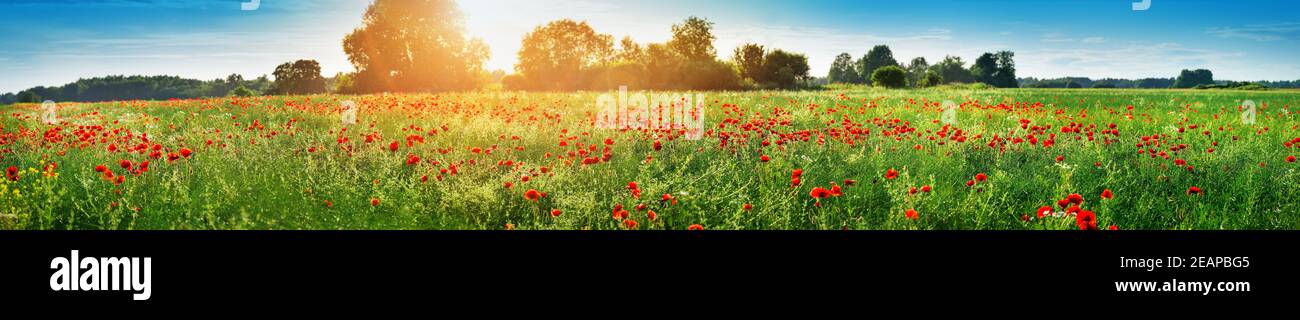 Beautiful poppy flowers on the field Stock Photo
