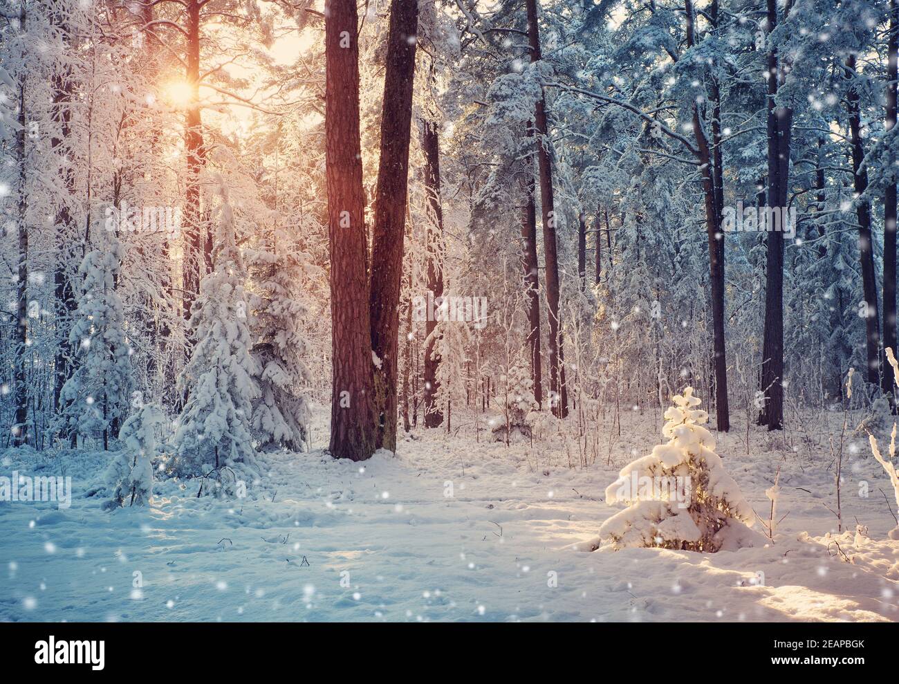Pine trees covered with snow Stock Photo - Alamy