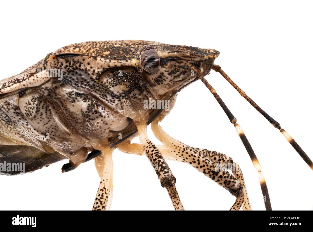 Stink Bug Macrophotography Stock Photo