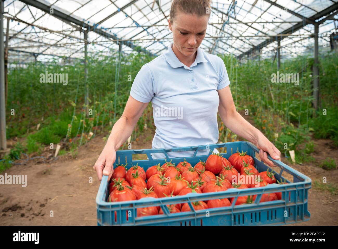 growing tomatoes without chemicals in a greenhouse Stock Photo Alamy