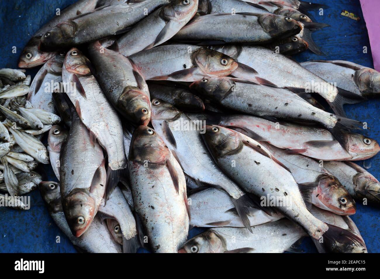 Fish market in Kumrokhali, West Bengal, India Stock Photo Alamy