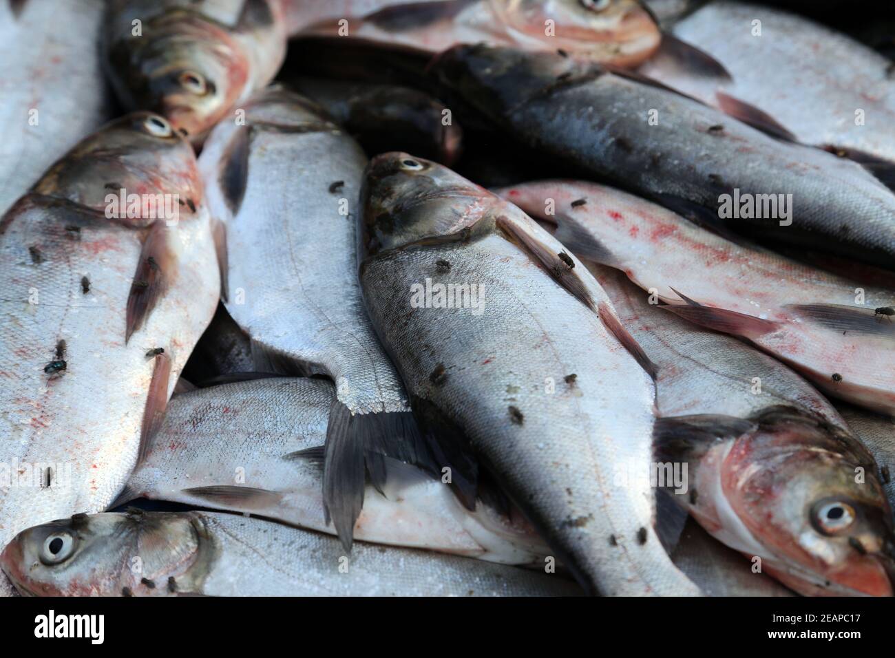 Fish market in Kumrokhali, West Bengal, India Stock Photo Alamy
