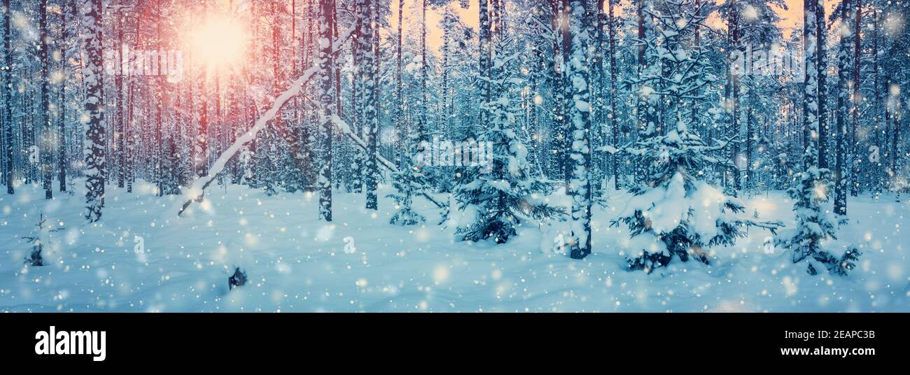 Pine trees covered with snow Stock Photo - Alamy
