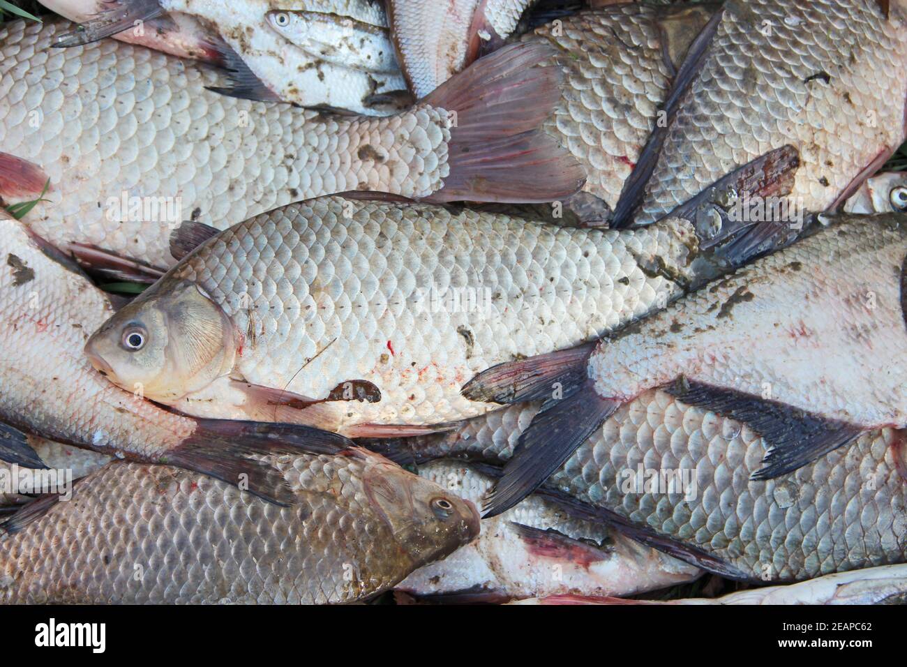 Caught crucians. Successful fishing. Fresh fish carp. Stock Photo