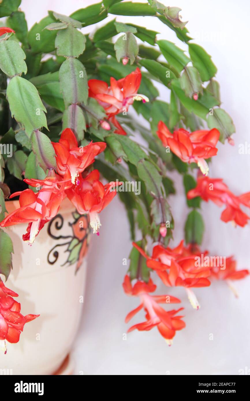 Schlumbergera red flowers. Christmas flowers. Beautiful blossomong plants Stock Photo