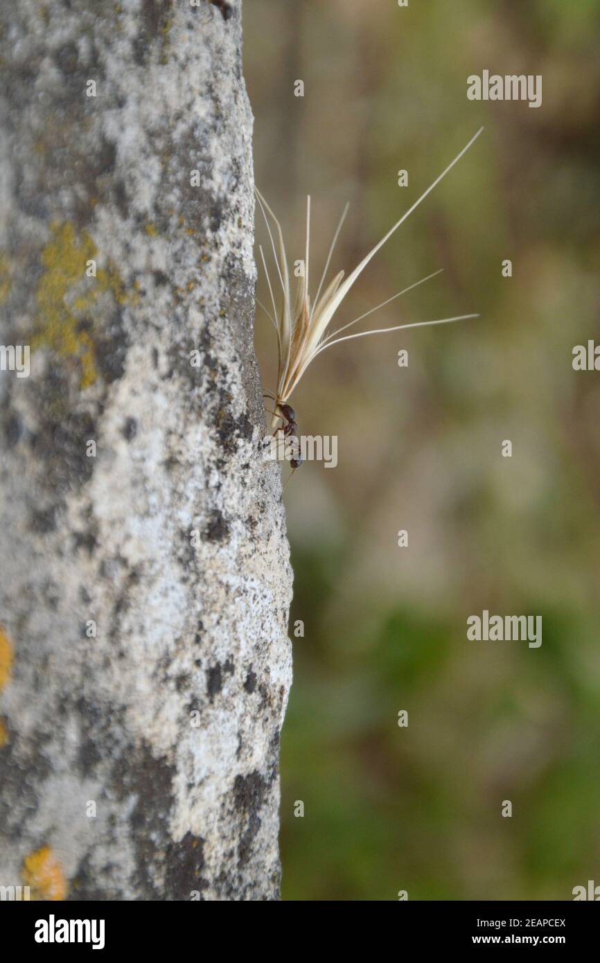 ant carrying an overlarge grain Stock Photo