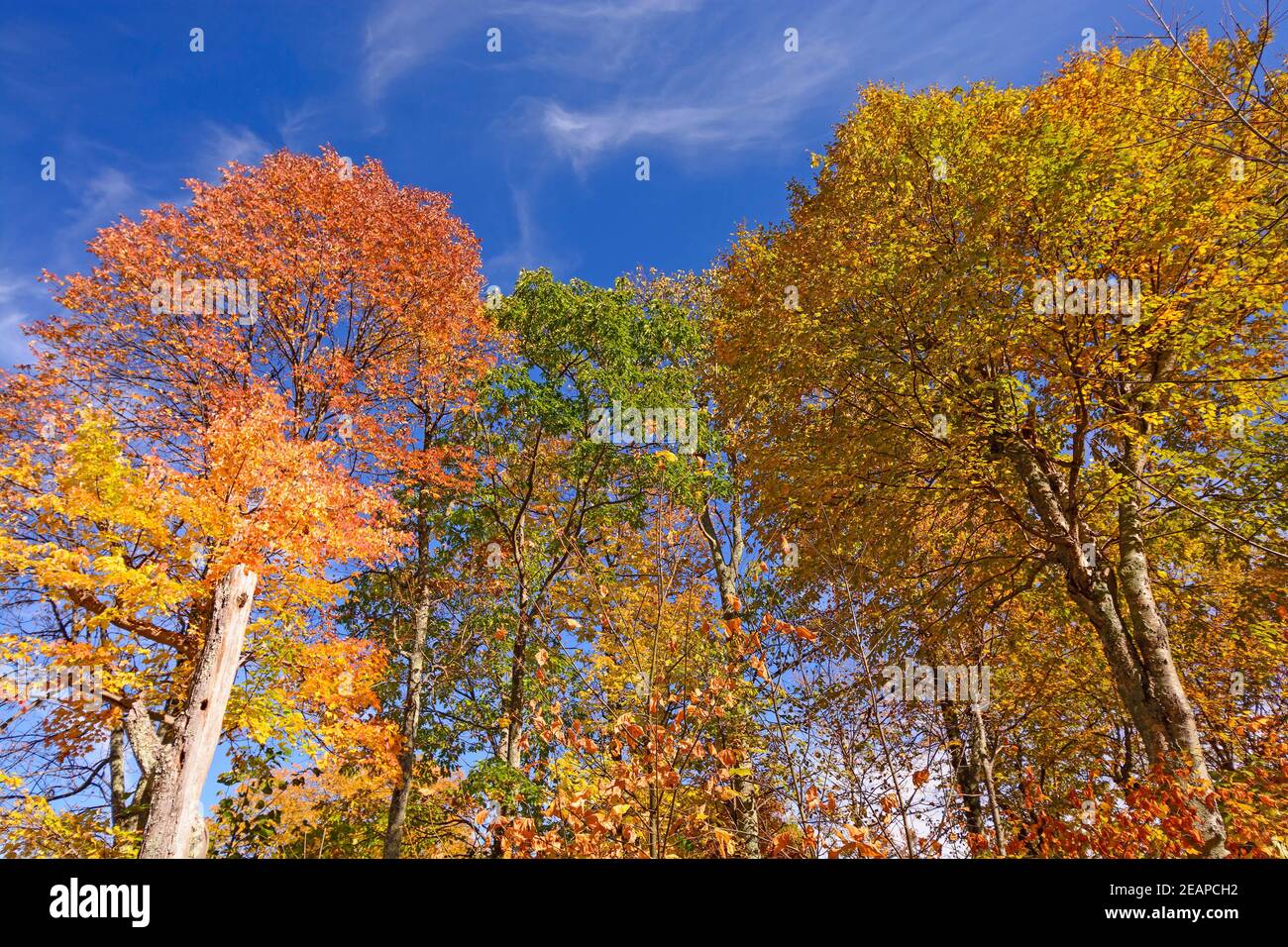 Changing Colors in the Eastern Mountains Stock Photo