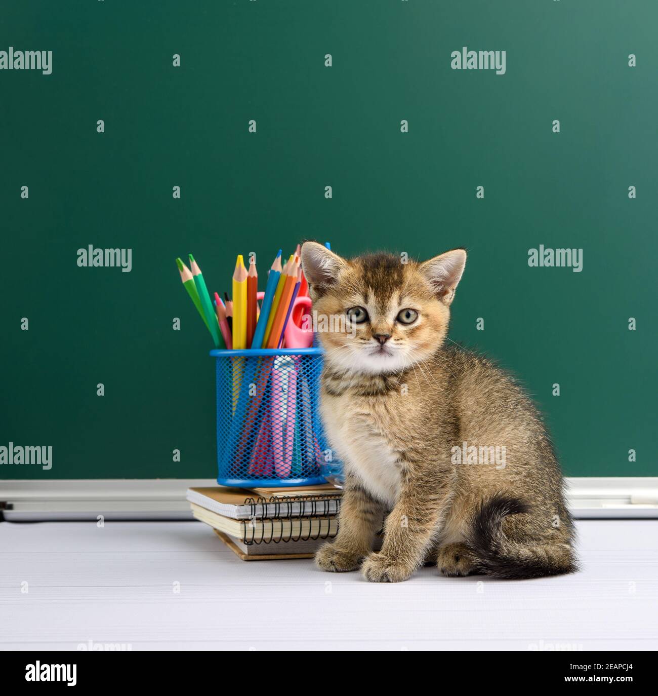 cute kitten scottish golden chinchilla straight sitting on a yellow book on a background of green chalk board Stock Photo