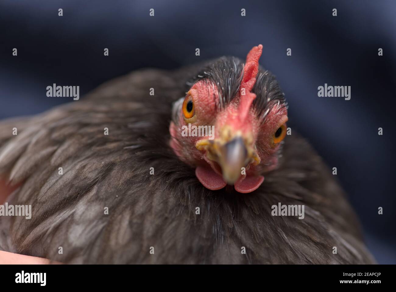 2 Pekin Bantam Chicken Glancing At Camera Close Up Of Chicken Head 2 Pekin Bantam Chicken Glancing At Camera Close Up Of Chicken Head