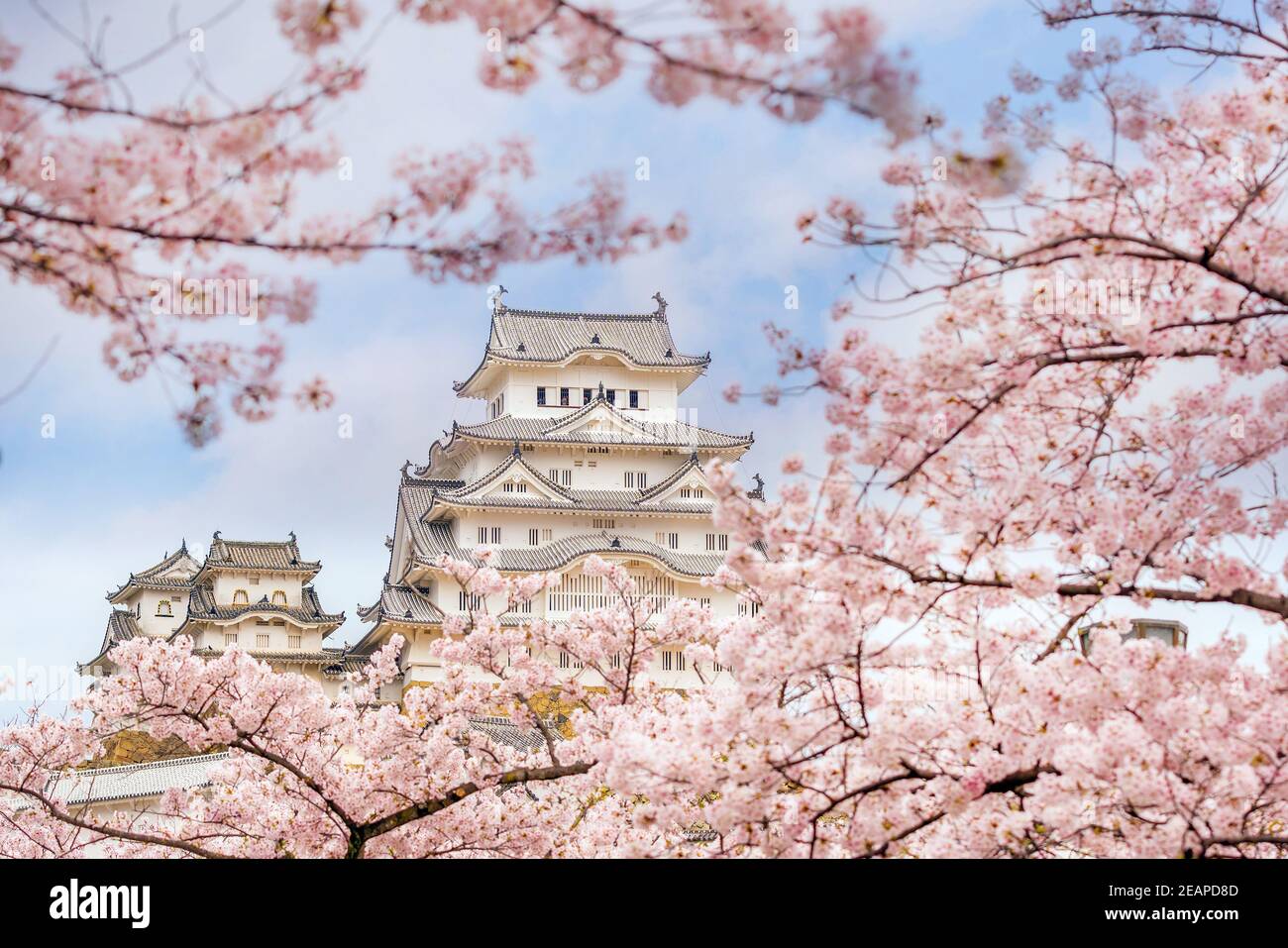 Himeji castle with sakura cherry blossom season Stock Photo Alamy