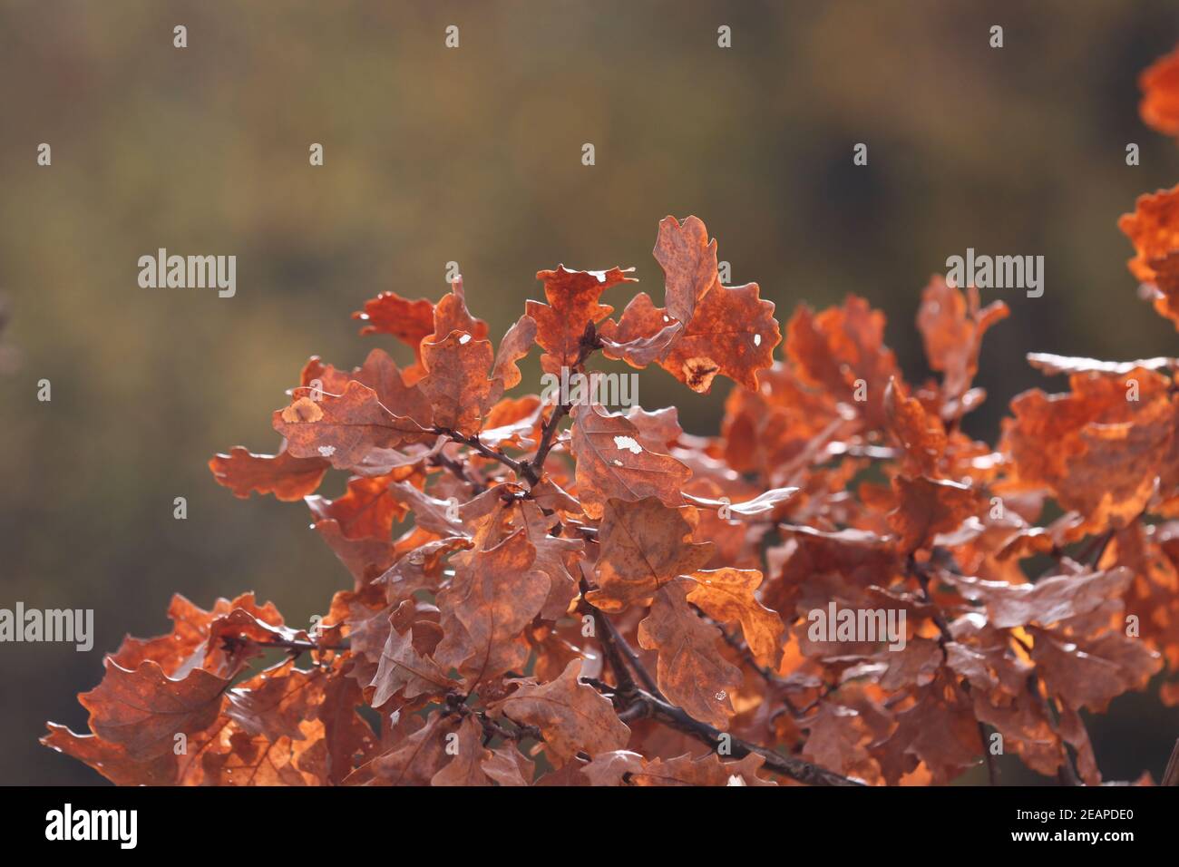 Leaves on a branch of an oak tree in autumn Stock Photo - Alamy