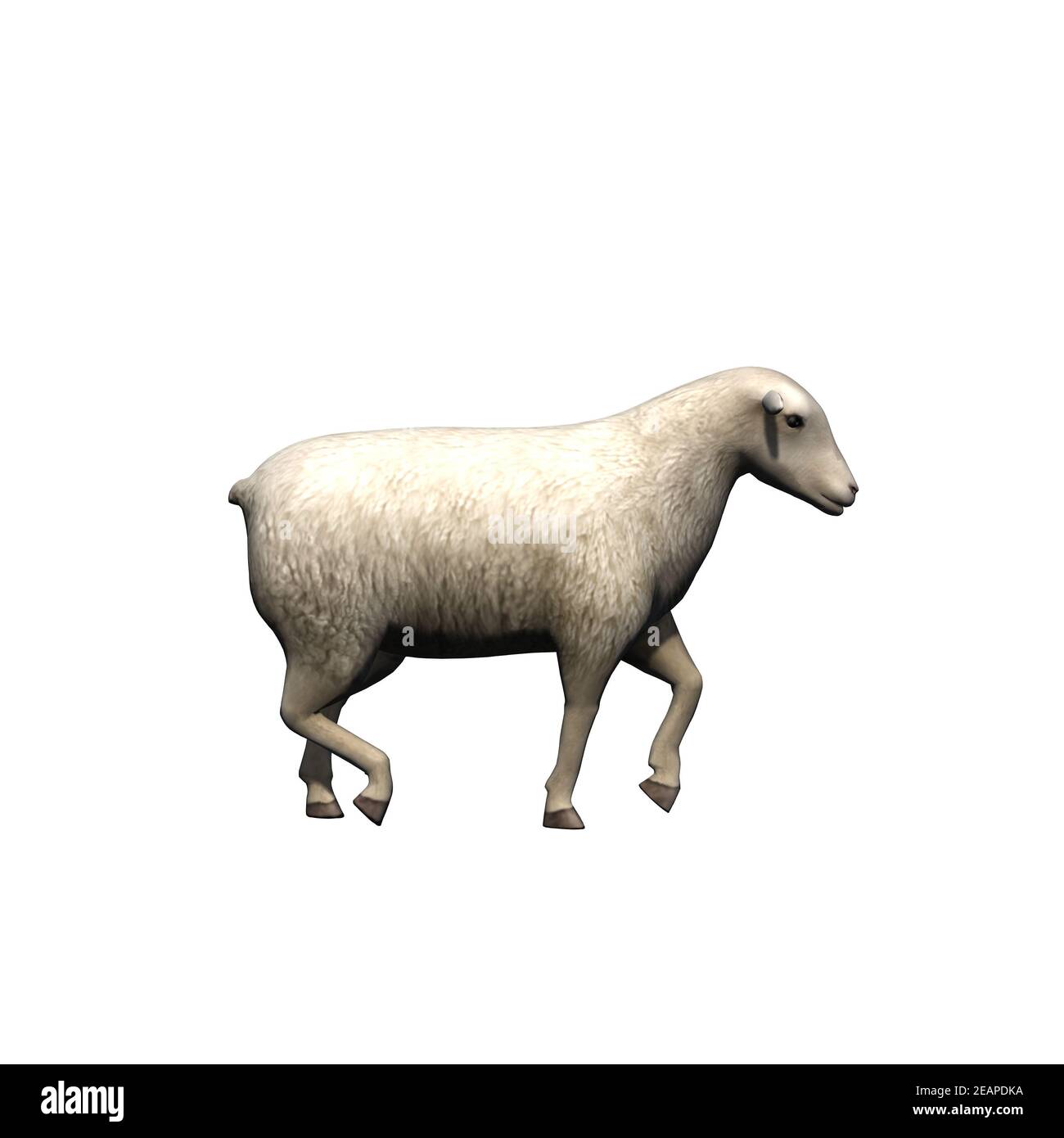 Farm animals - sheep - isolated on white background Stock Photo - Alamy