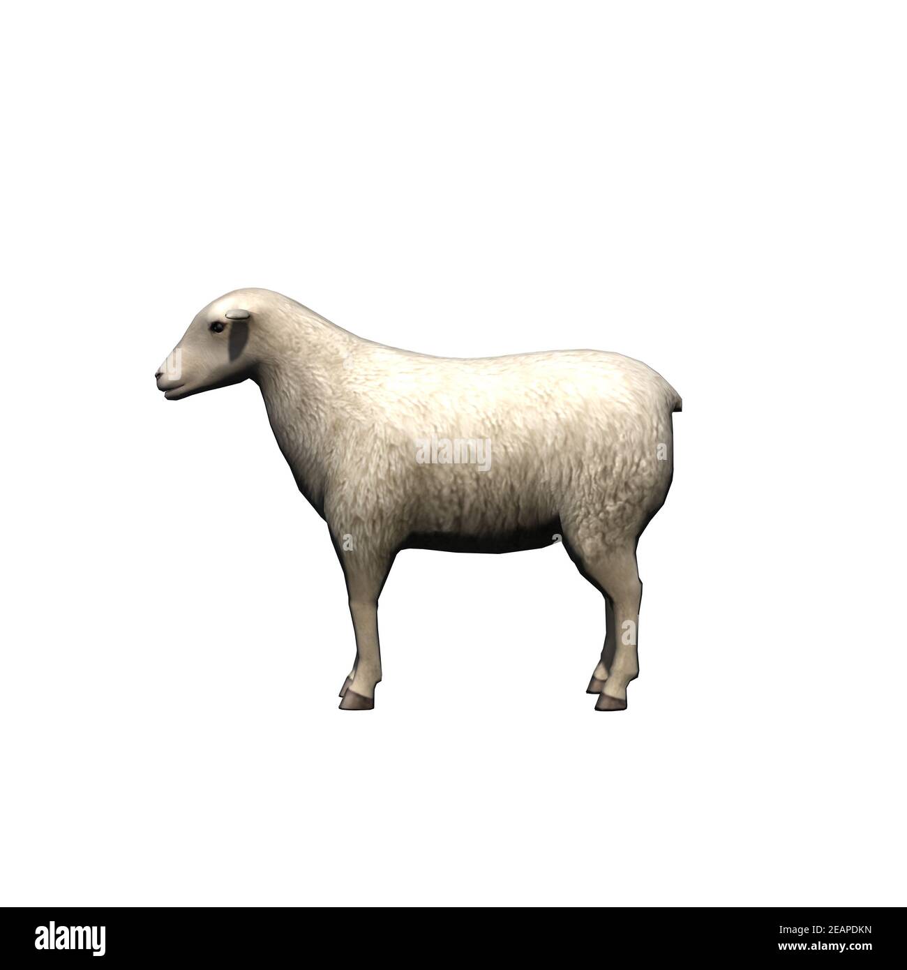 Farm animals sheep isolated on white background Stock Photo Alamy