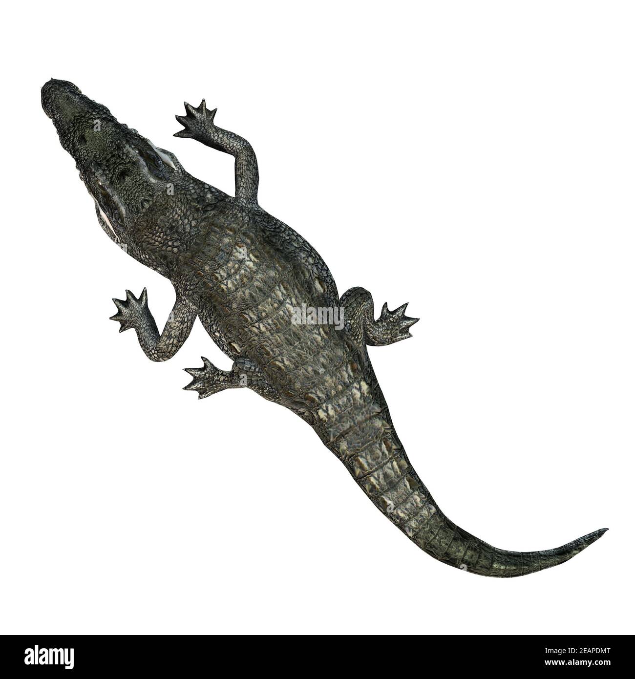 Wild animals - crocodile - isolated on white background Stock Photo