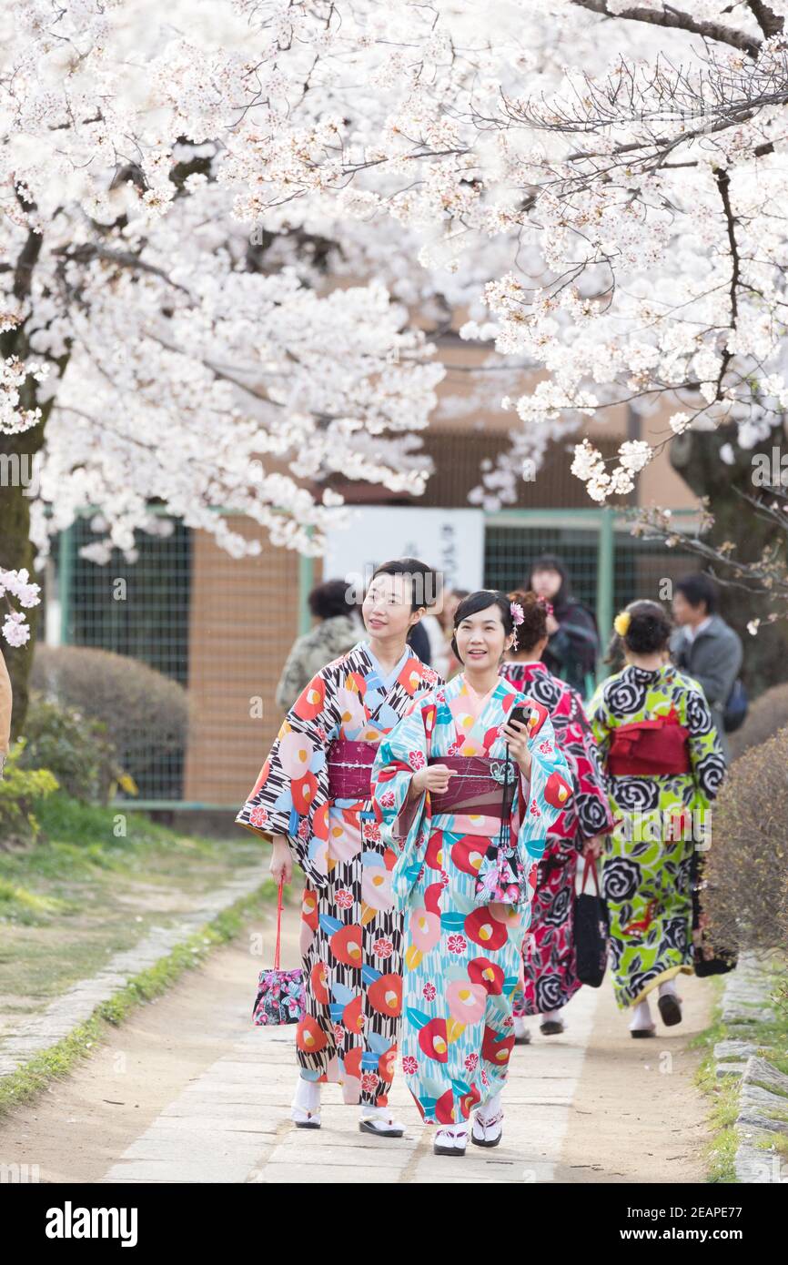 Two women in vibrant kimono walking along the peaceful Philosopher's Path surrounded by cherry blossoms, creating a serene and contemplative scene