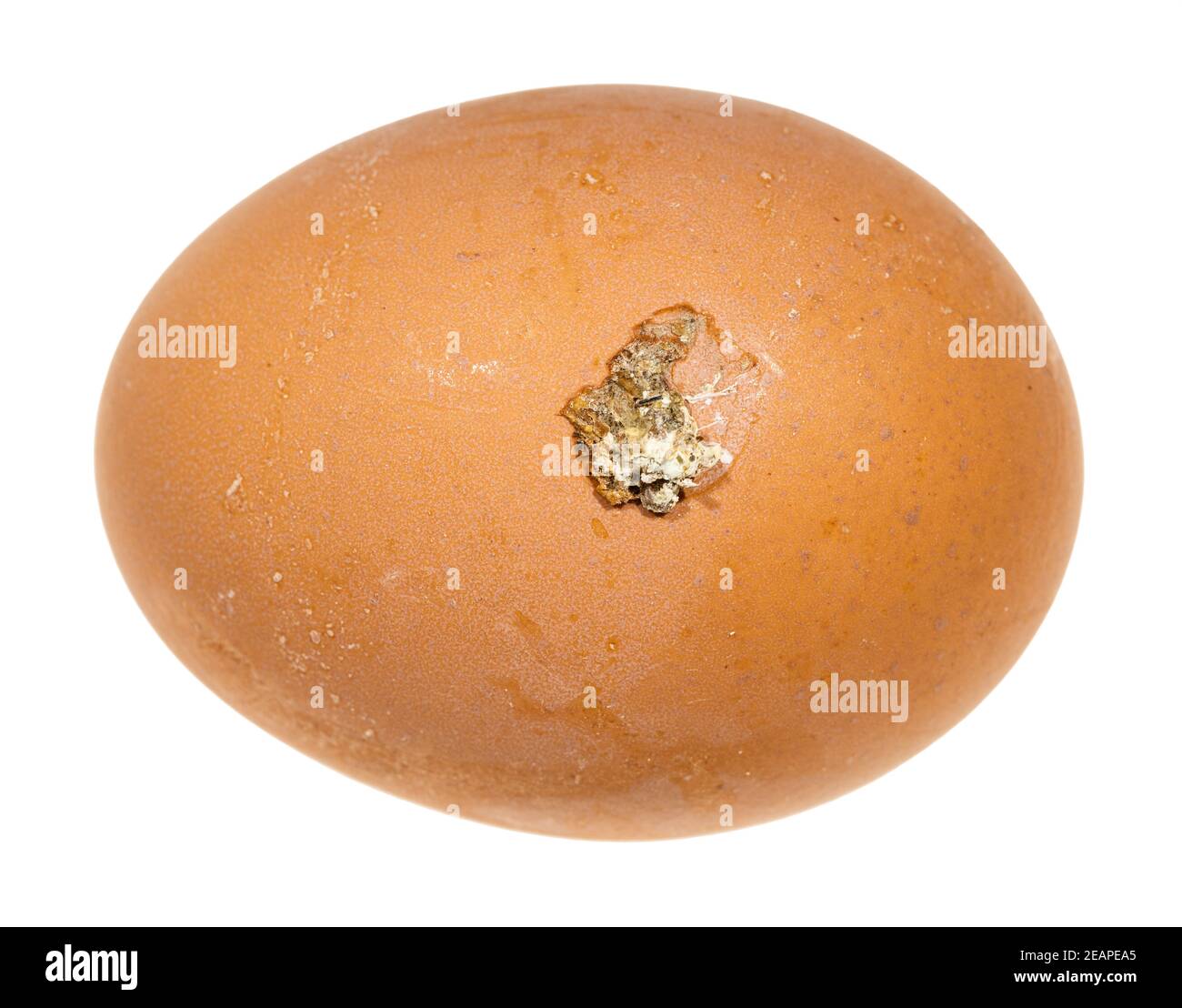 brown raw chicken egg with with droppings isolated Stock Photo
