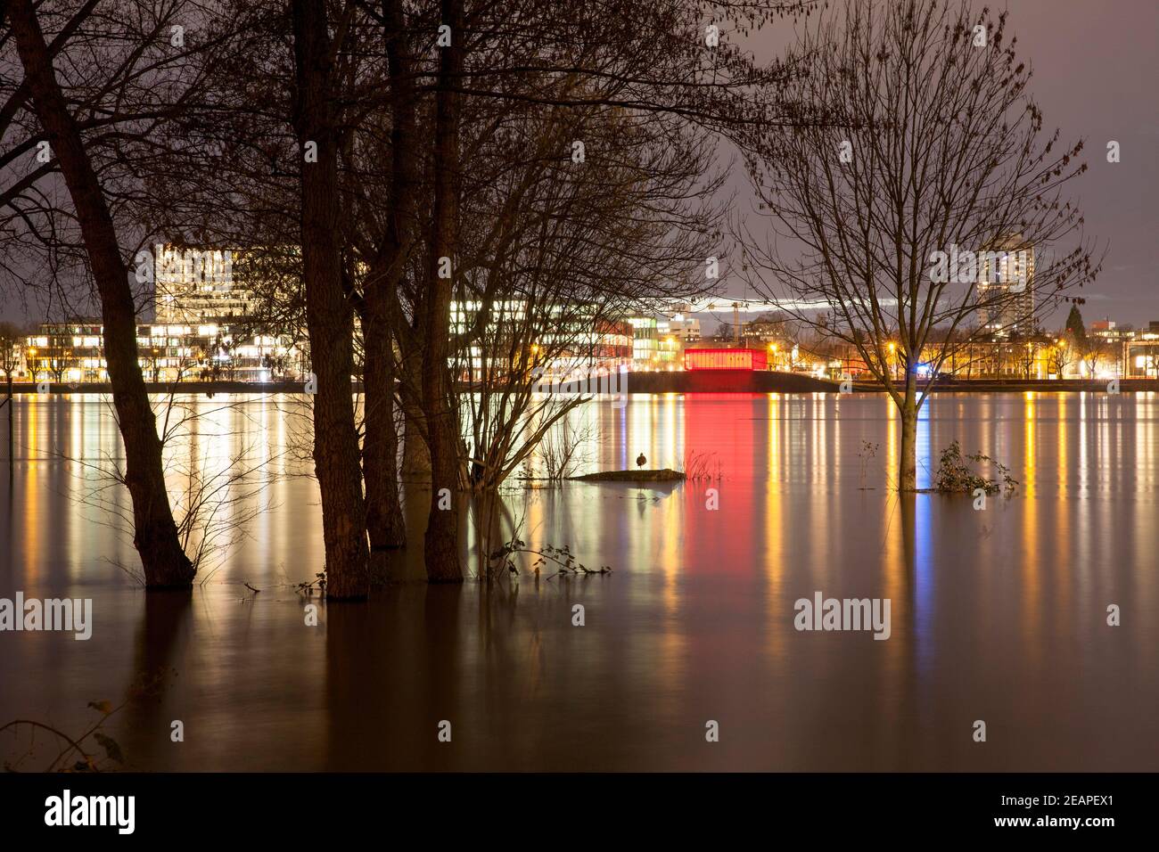 flood of the river Rhine on February 4th. 2021, the flooded meadow in