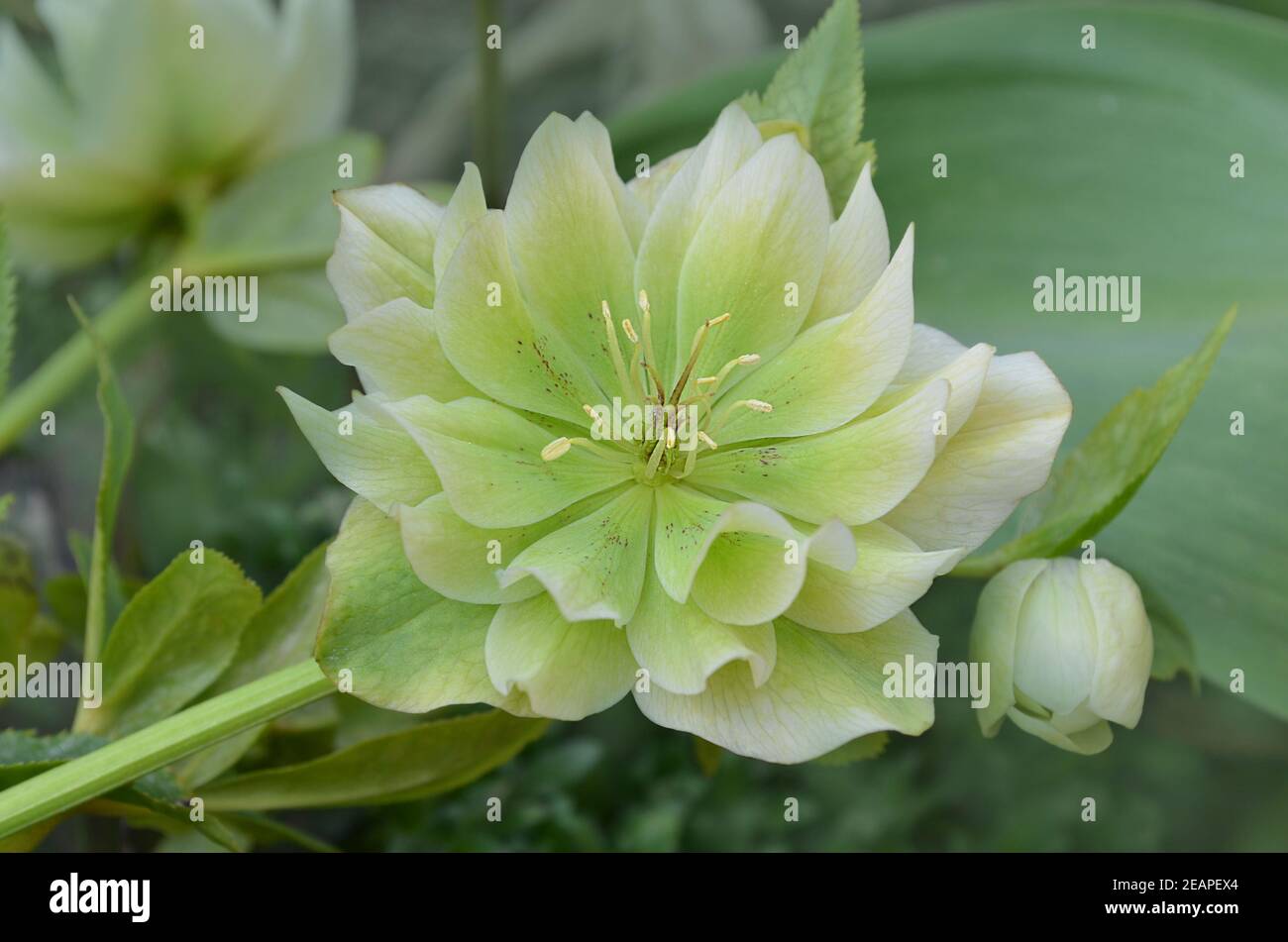 White flowers of hellebores. Evergreen perennial hellebore bloom in late winter to early spring.Christmas rose or hellebore spring flowers which posit Stock Photo