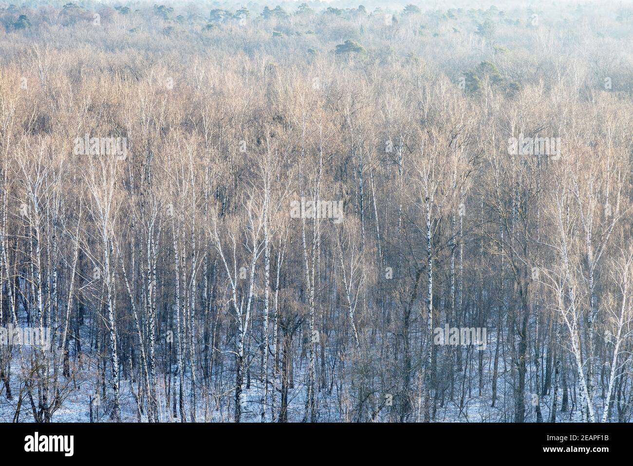 above view of bare trees in snow-covered forest Stock Photo