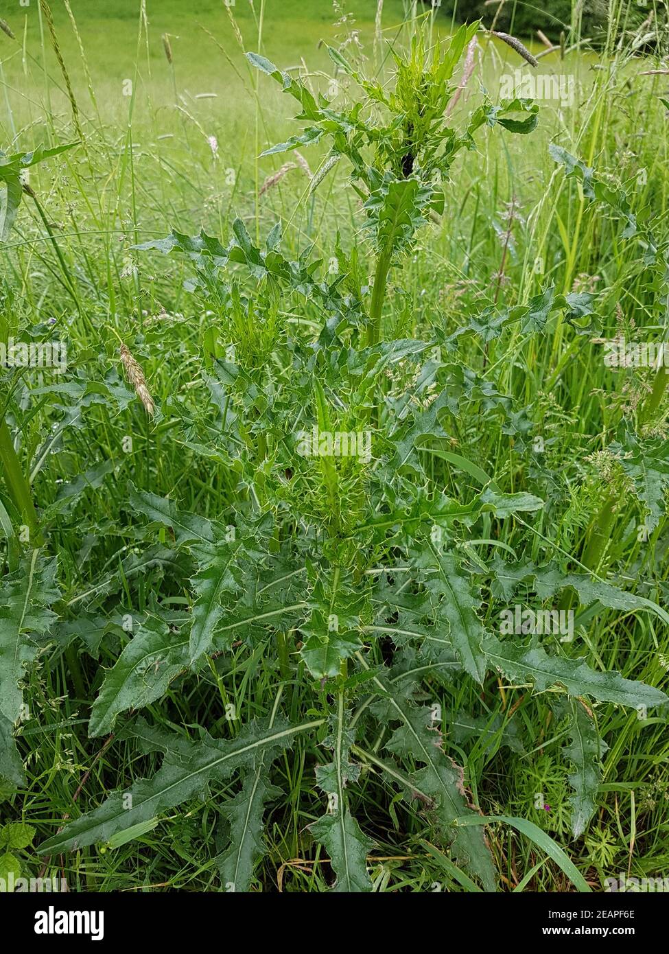 Acker-Kratzdistel  Cirsium  arvense, Jungpflanze Stock Photo