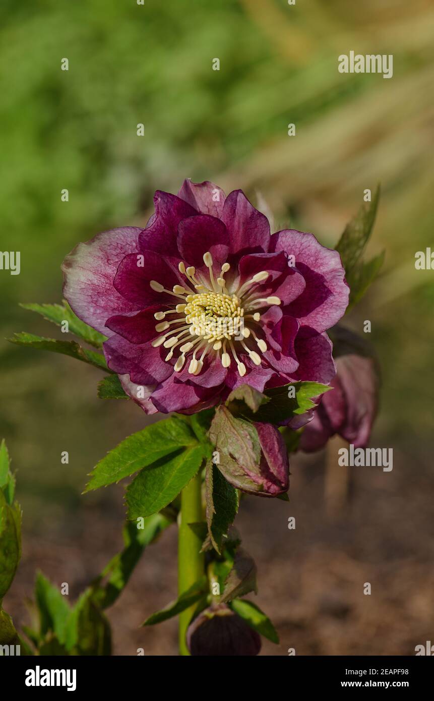 Lenten rose or hellebore flowers which naturally nod. Densely double large Christmas rose flower blooms. Hellebores belonging to the genus Helleborus. Stock Photo