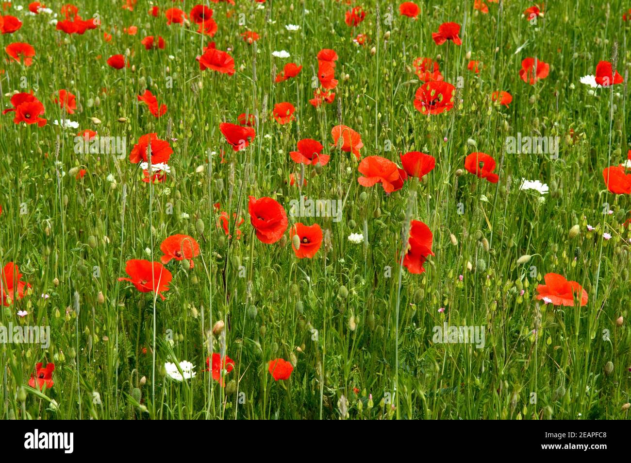 Ackerunkraut, Klatschmohn Stock Photo