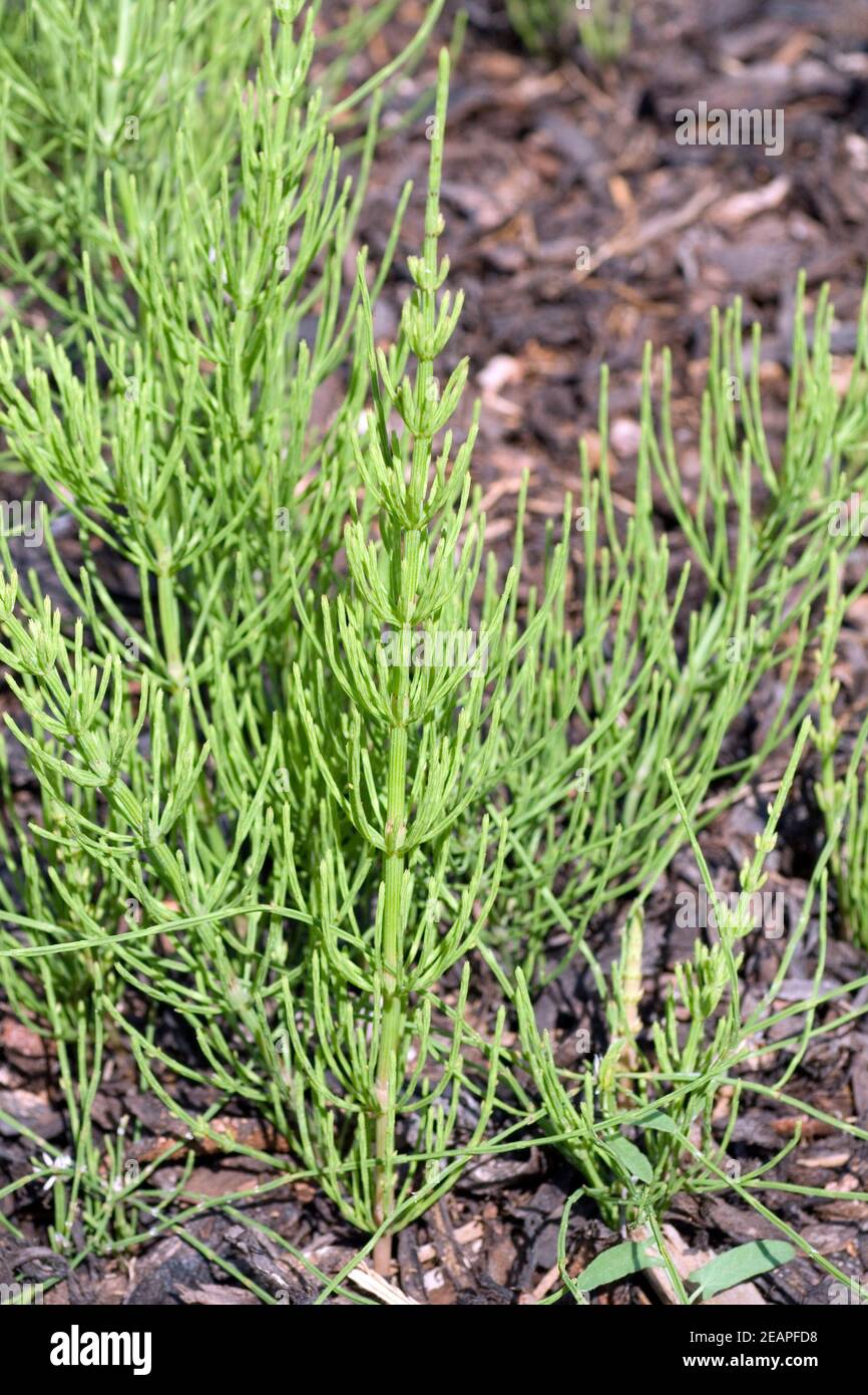 Ackerschachtelhalm  Equisetum arvense Stock Photo