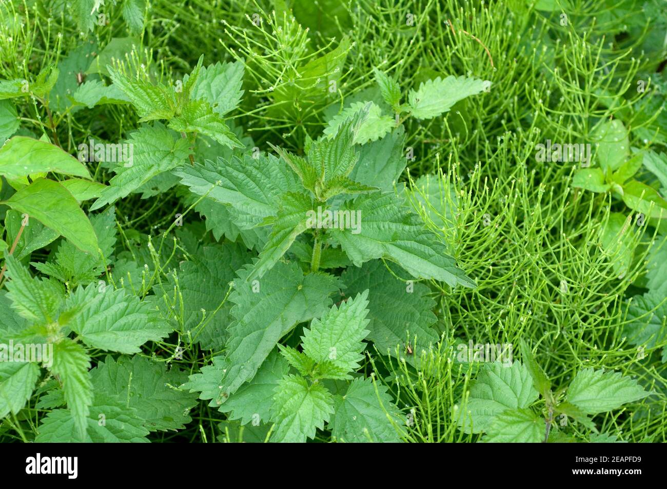 Ackerschachtelhalm, Brennnessel, Urtica Dioica Stock Photo