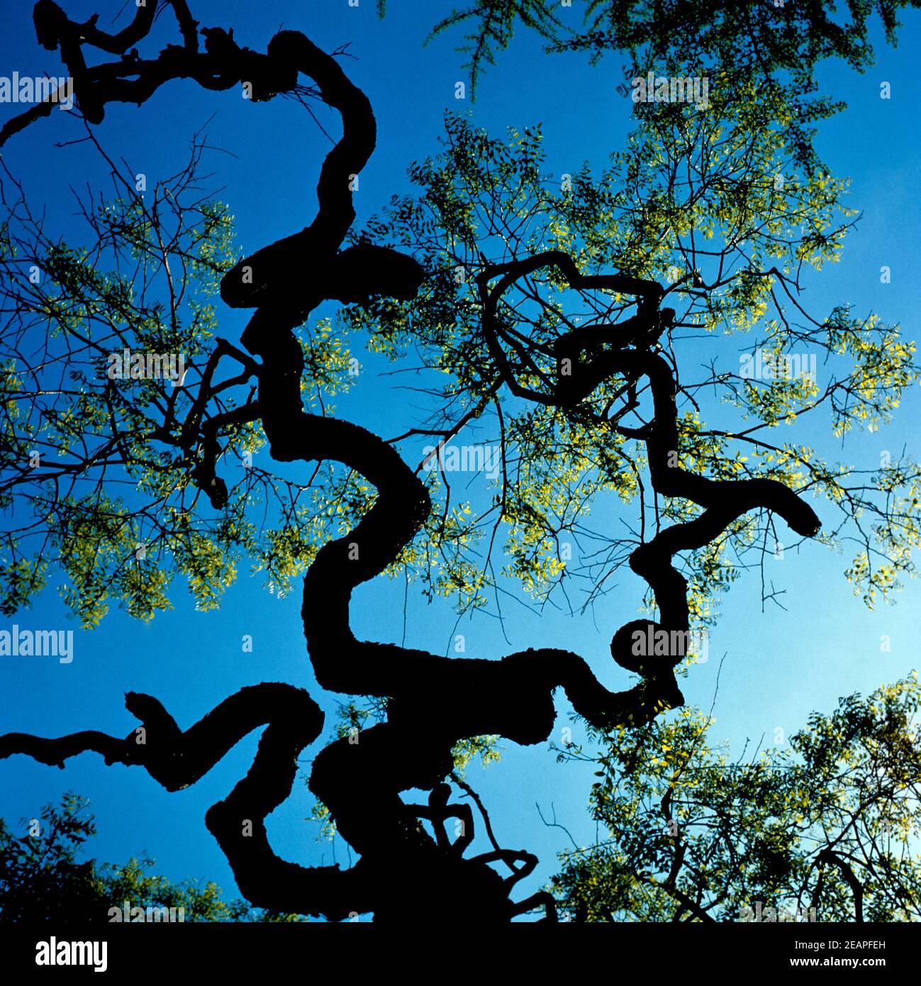 Aeste, Himmel Stock Photo