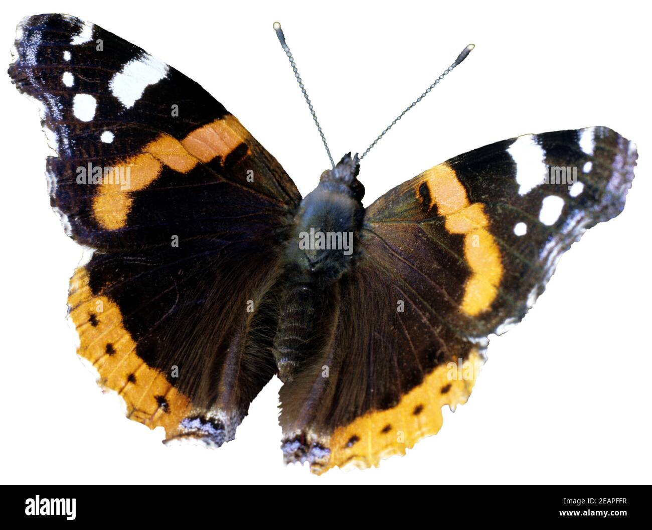 Admiral, Vanessa atalanta Stock Photo