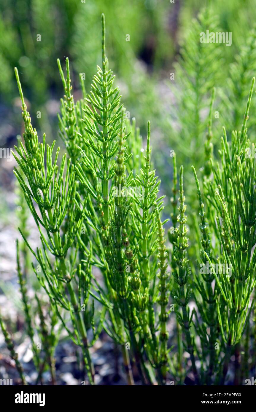 Ackerschachtelhalm  Equisetum arvense Stock Photo
