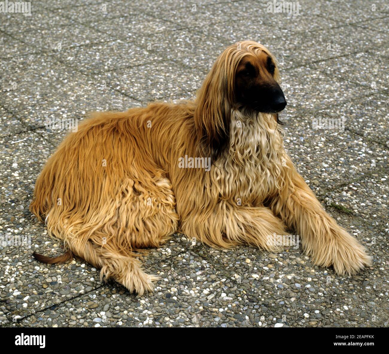Afghane Afghanischer Windhund Stock Photo