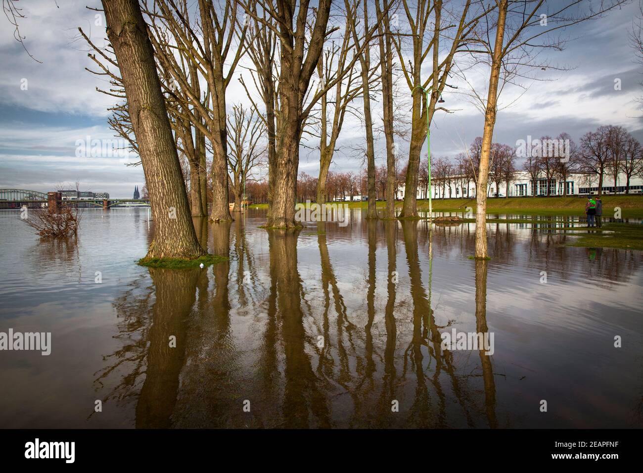 flood of the river Rhine on February 5th. 2021, the flooded meadow in the district Poll, view to the South bridge and the cathedral, Cologne, Germany. Stock Photo