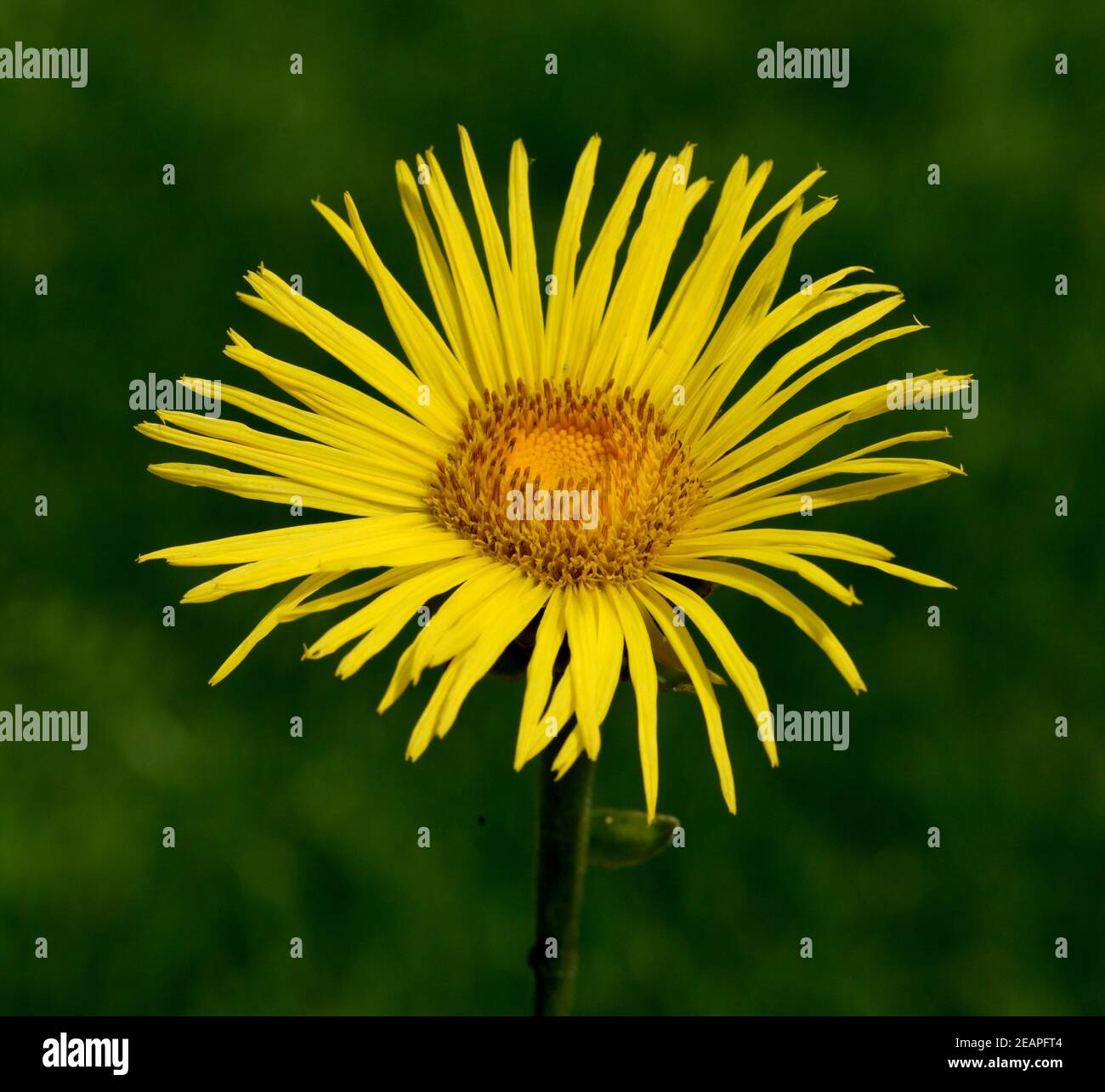 alant-bluete-inula-helenium-stock-photo-alamy