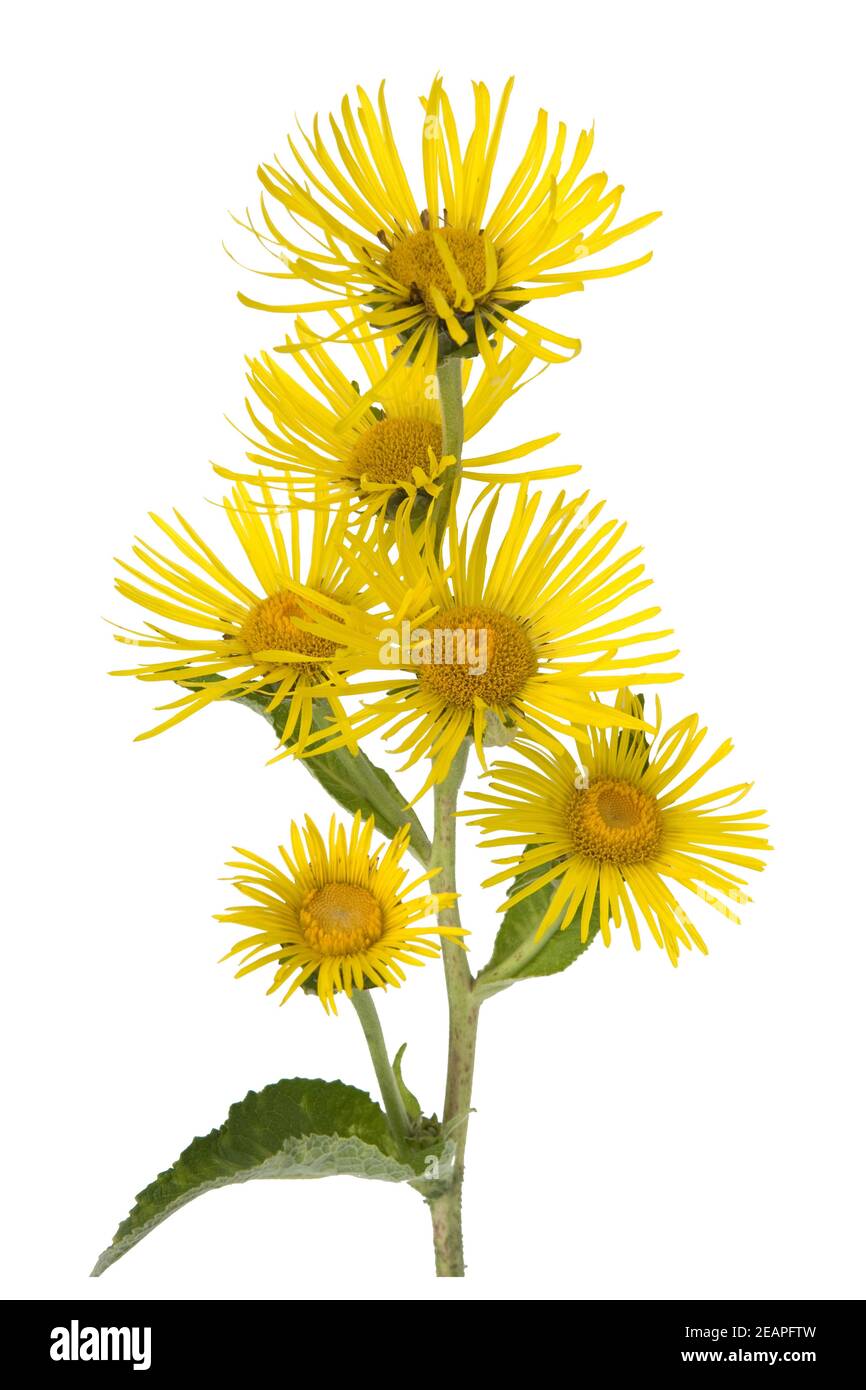 Name Any 5 Natural Things
