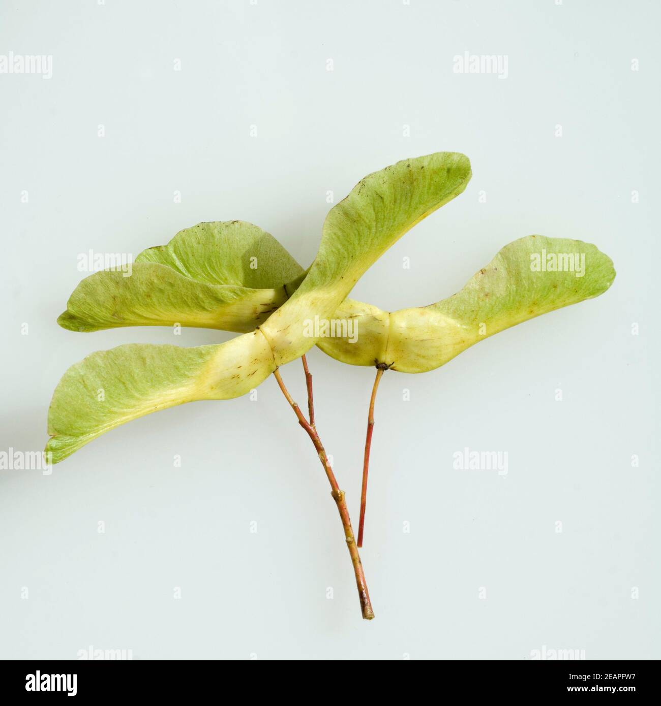 Ahorn, gefluegelte, Frucht Stock Photo