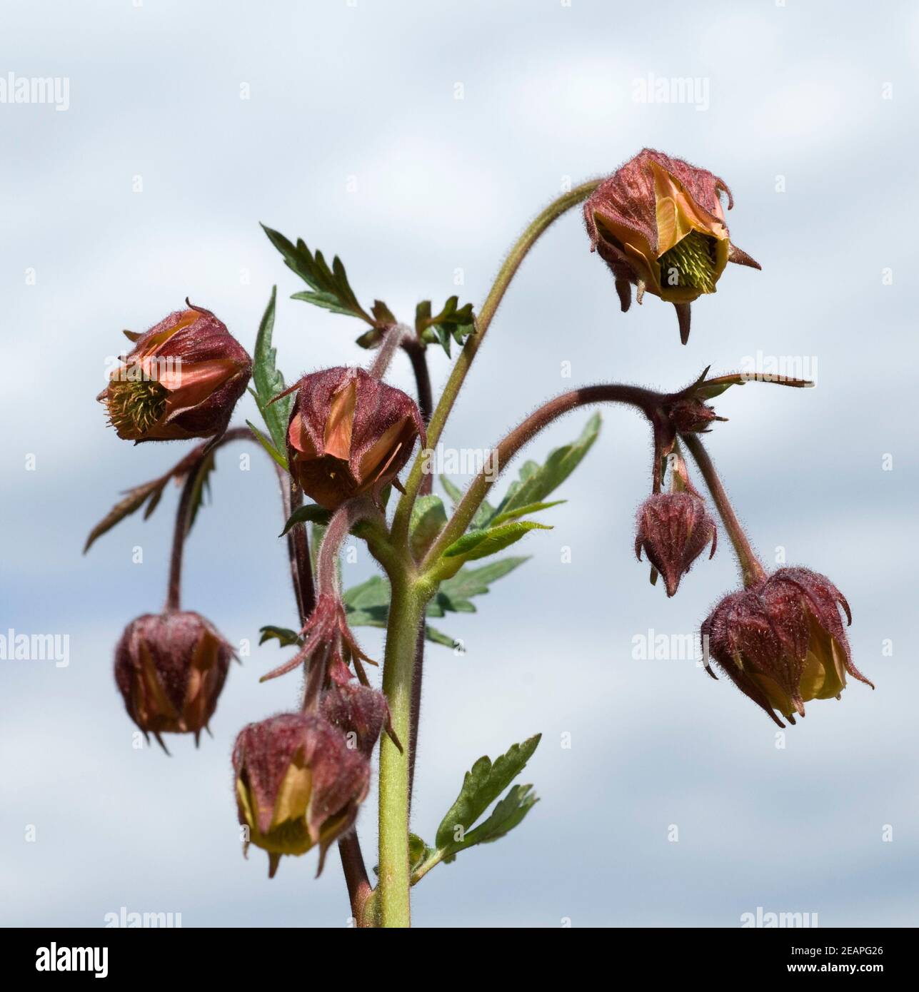 Bachnelkenwurz Geum rivale Geum Stock Photo