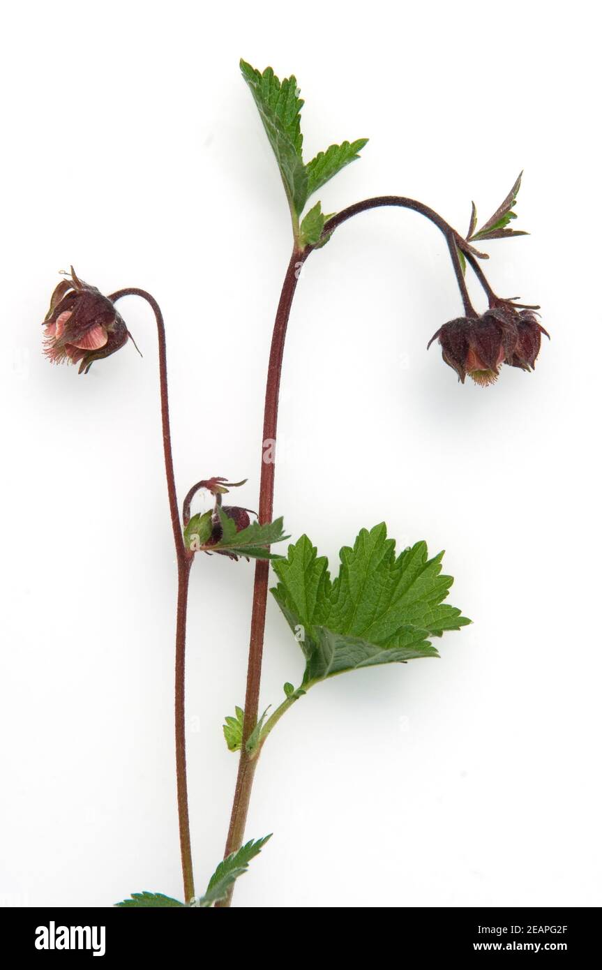 Teich gartenpflanze Cut Out Stock Images & Pictures Alamy