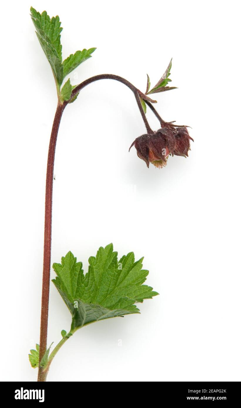 Teich gartenpflanze Cut Out Stock Images & Pictures Alamy