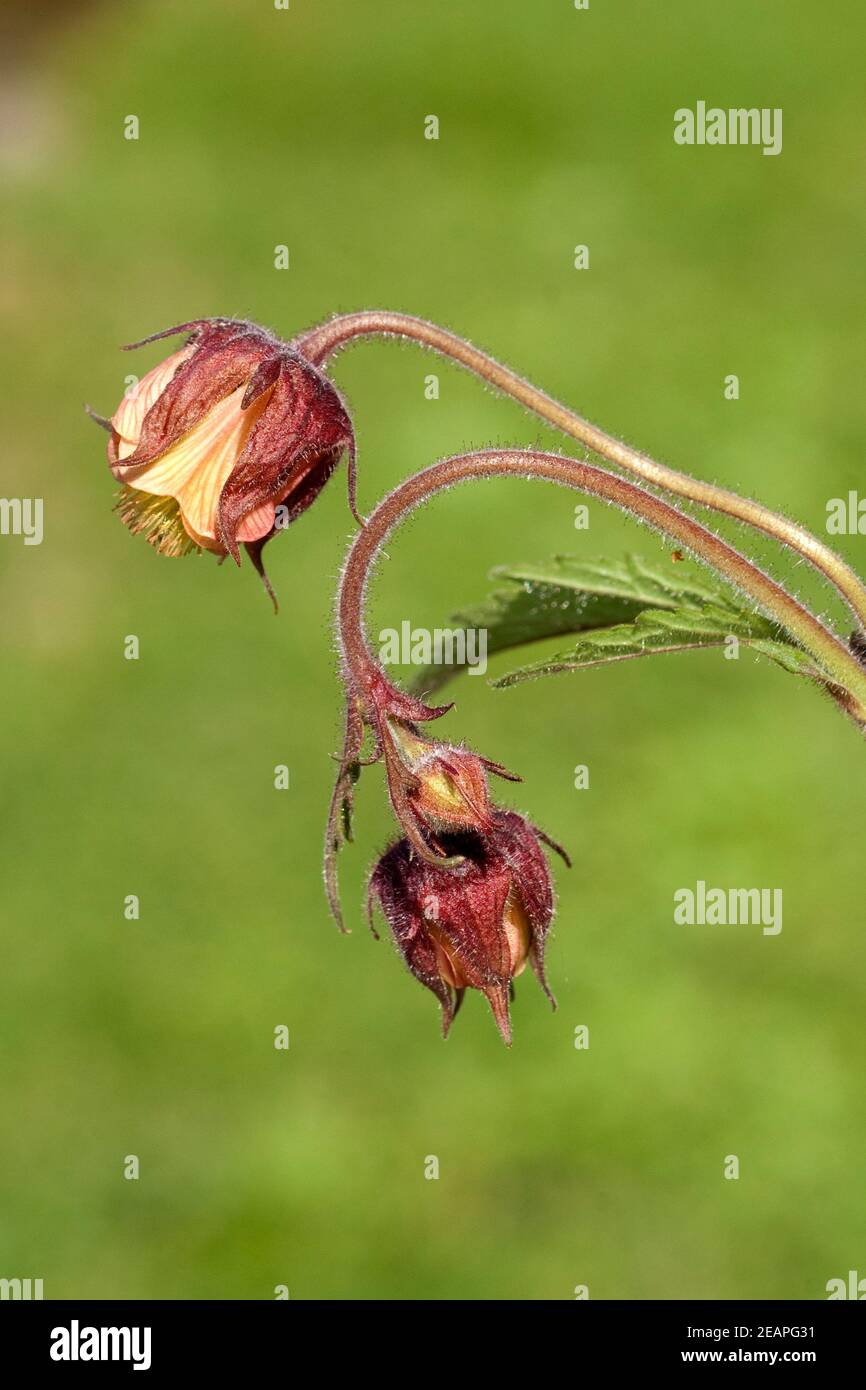 Bachnelkenwurz Geum rivale Geum Stock Photo