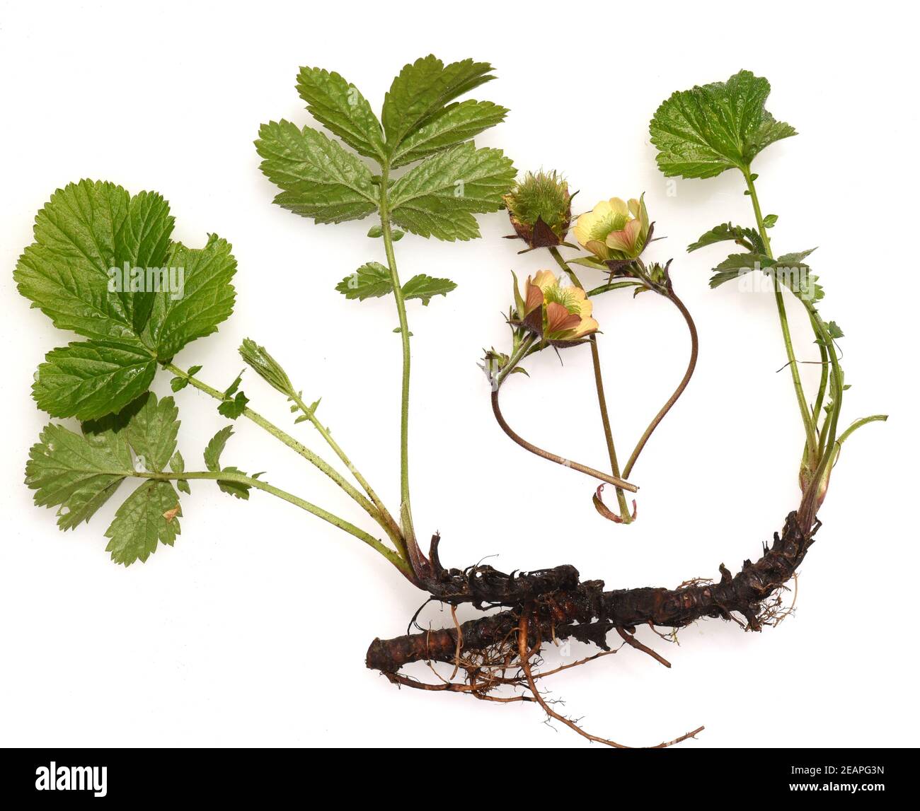 Bachnelkenwurz, Geum, rivale Stock Photo Alamy