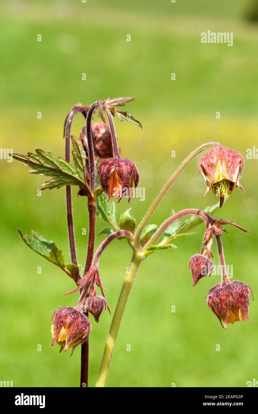 Bachnelkenwurz Geum rivale Geum Stock Photo