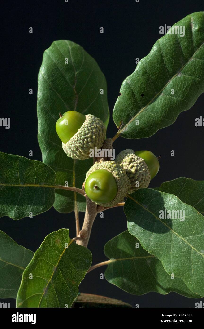 Aleppo-Eiche, Quercus infectoria, Aleppoeiche Stock Photo