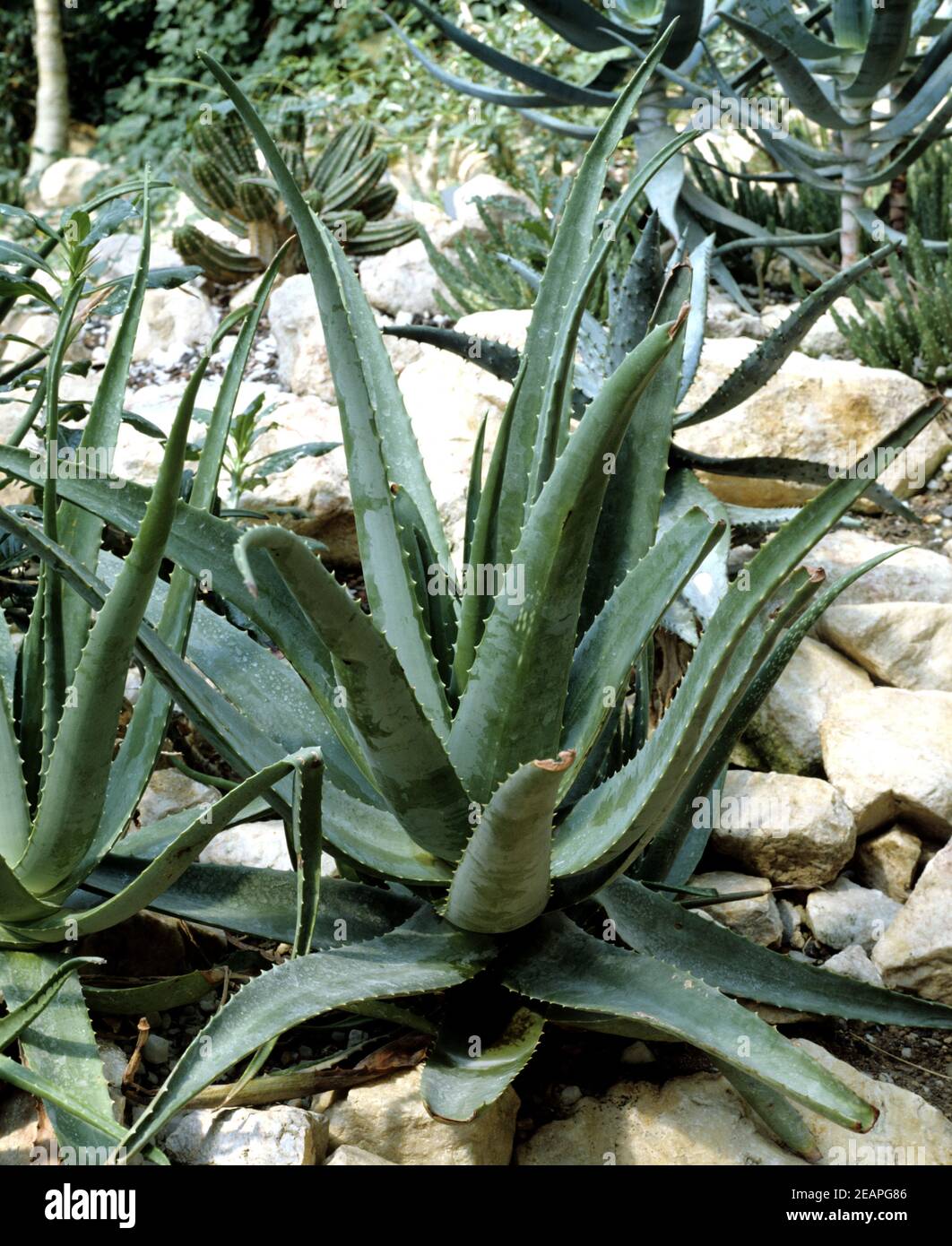 Curacao aloe hi-res stock photography and images - Alamy
