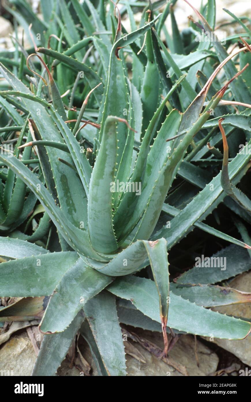 Aloe Barbadensis Aloe Vera Stock Photo