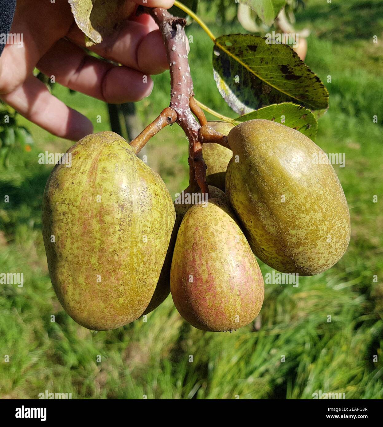 Birnen sorte hi-res stock photography and images - Alamy