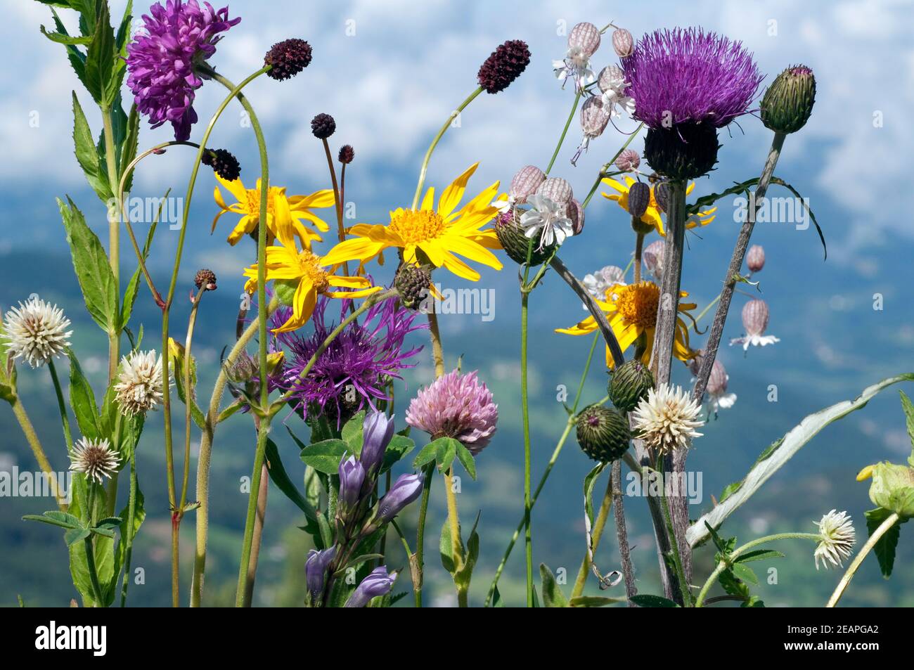 Alpenblumen, Blumenwiese Stock Photo